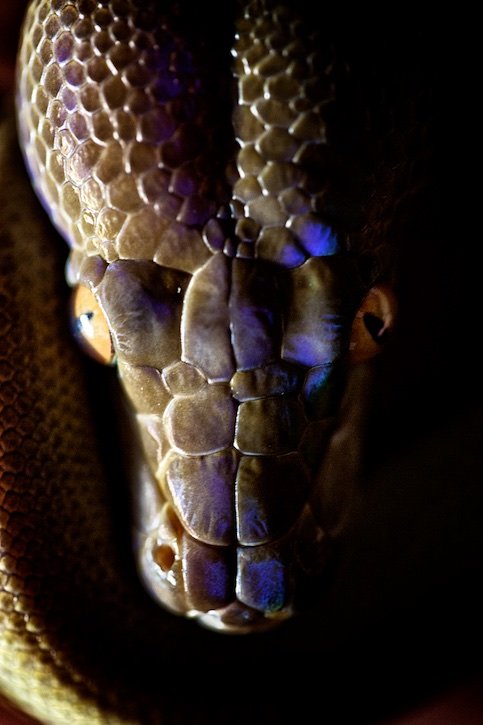 Ben McMillan - MILES - Snakes 25.jpg