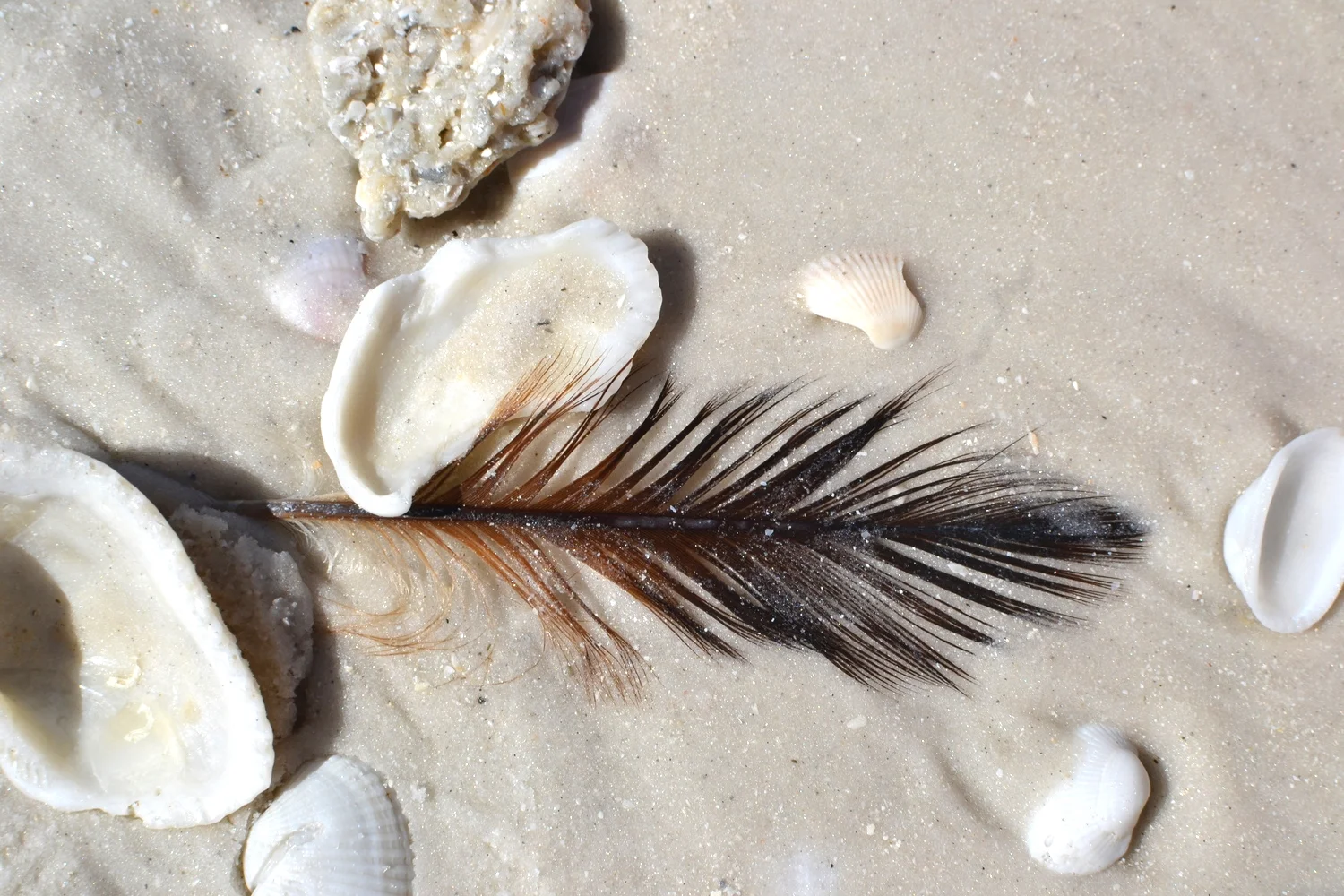Sarasota Beach, Florida