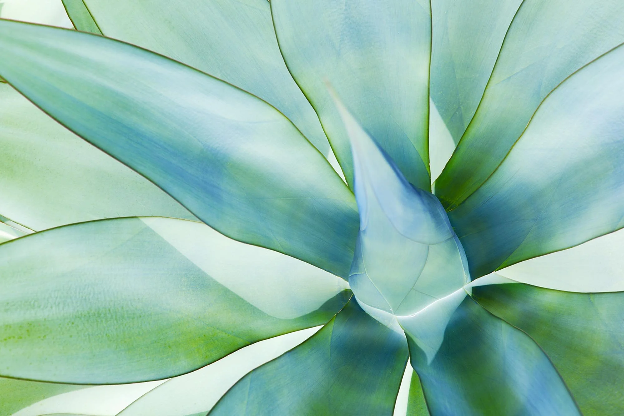 aloe.jpg