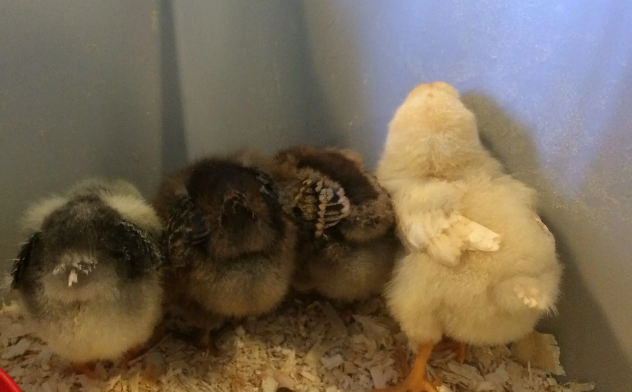 Chicken butts. From left to right: Ethel, Mabel and/or Gladys, and Buffy Orpington.