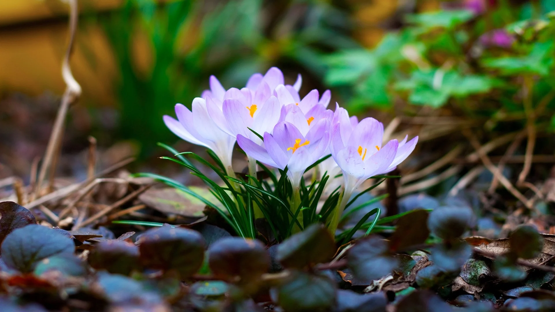 spring-wallpaper-widescreen.jpg