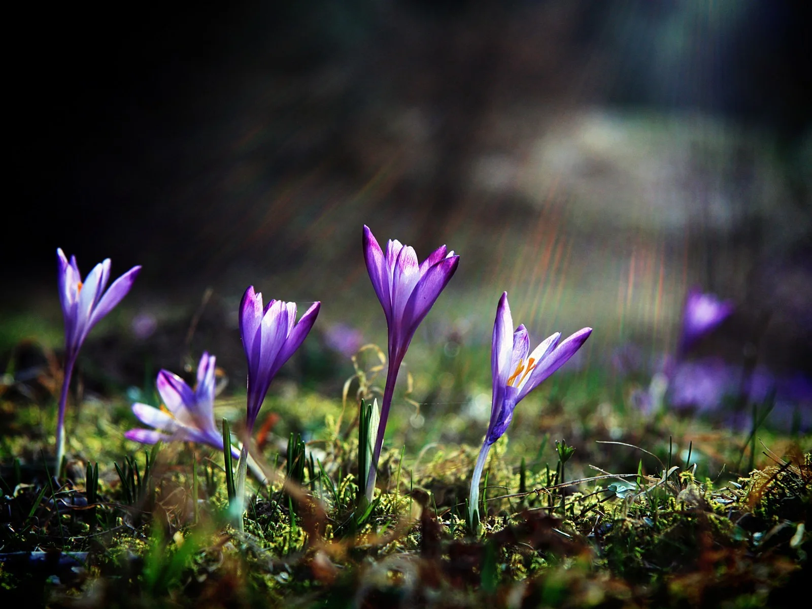 wpnature.com-flower-crocus-flowers-light-nature-desktop-wallpaper-images.jpg