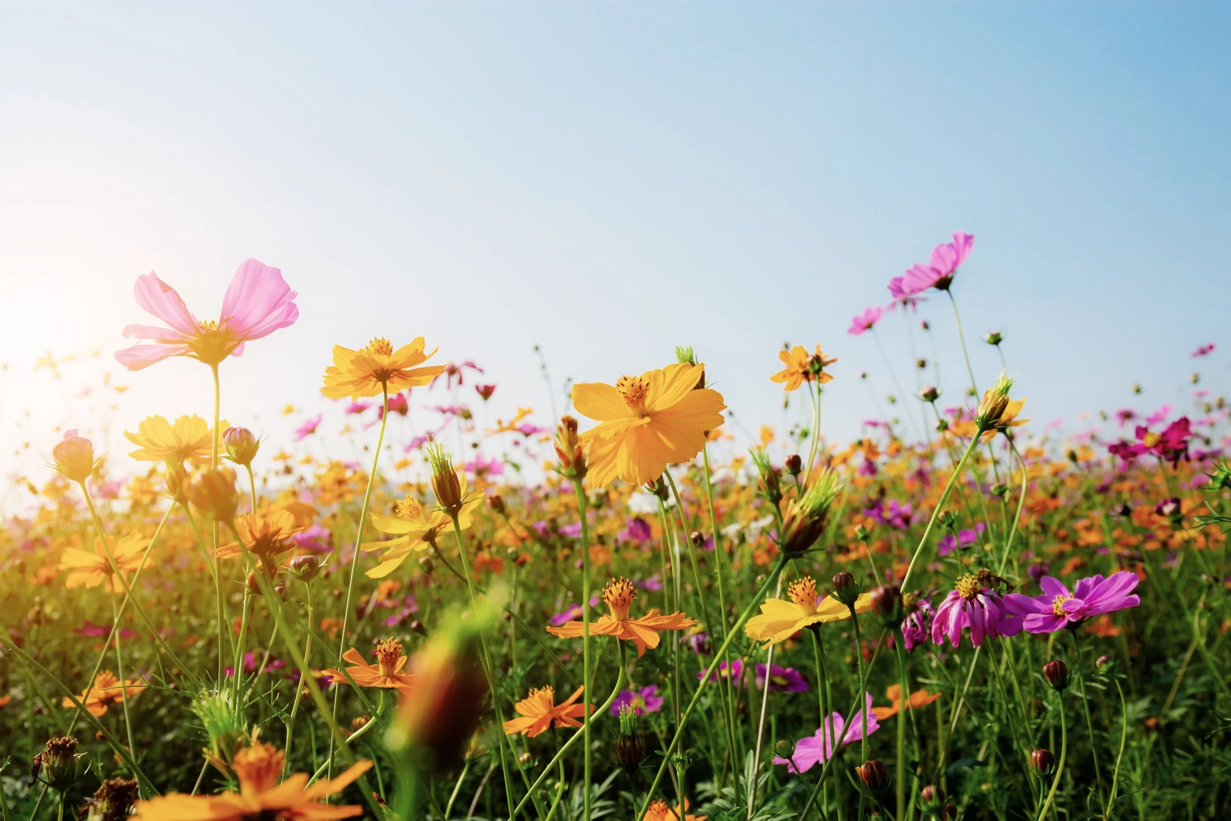 cosmos-field-with-sunset.jpg