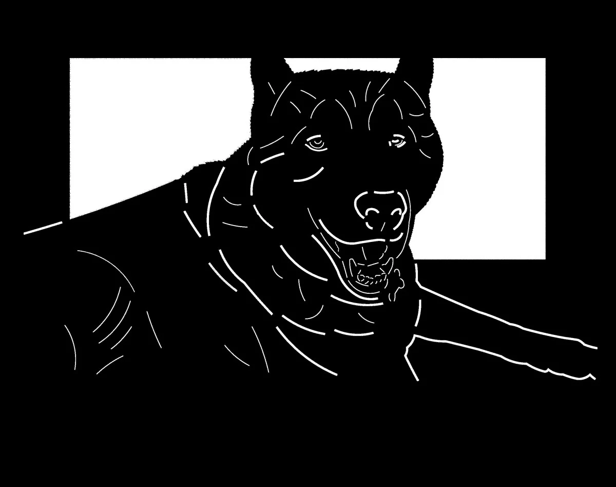 Dog 3