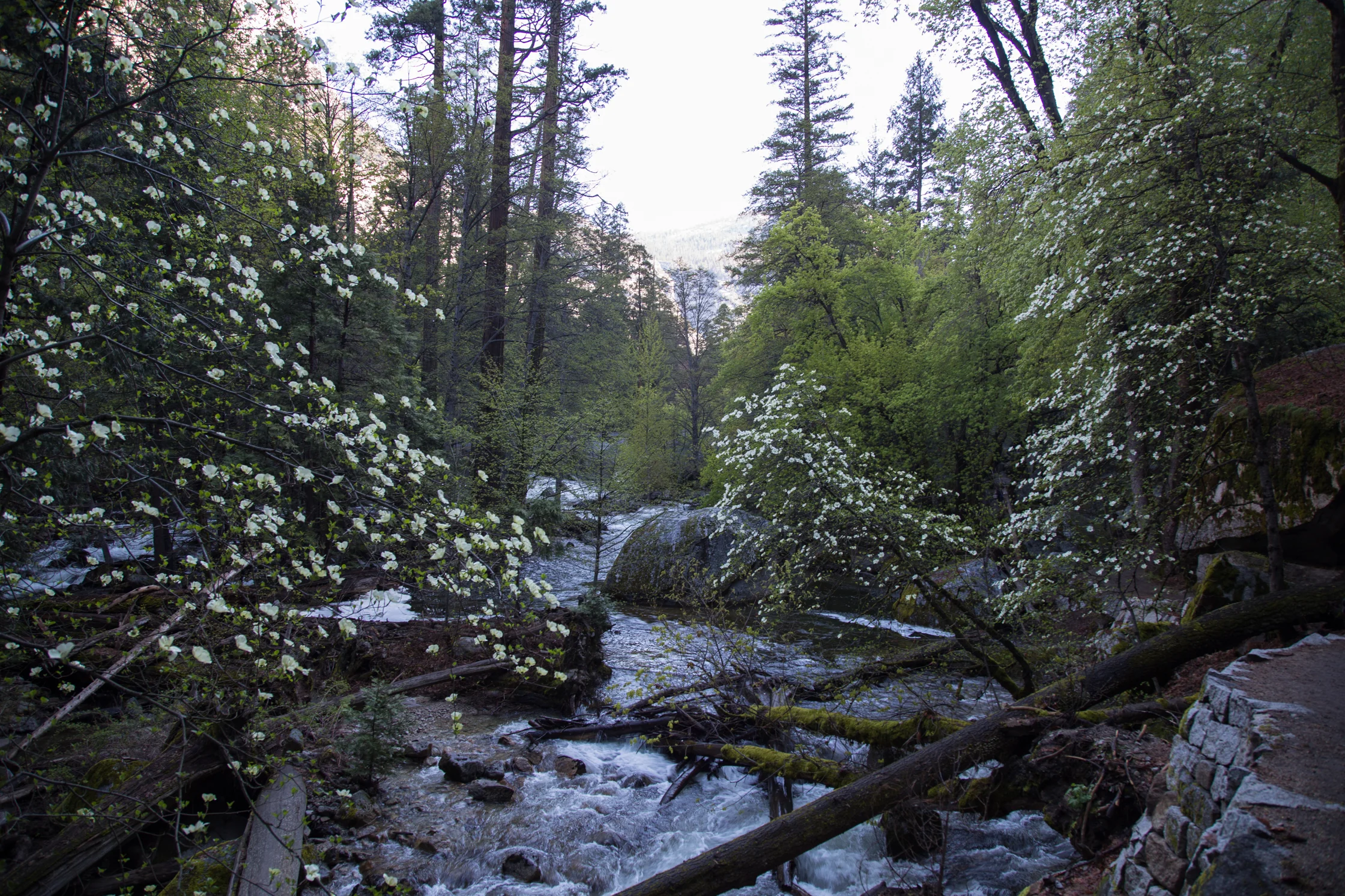 yosemite2016april-18.jpg