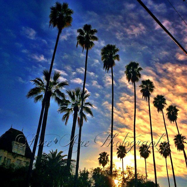 Sunset Palm Trees.jpg