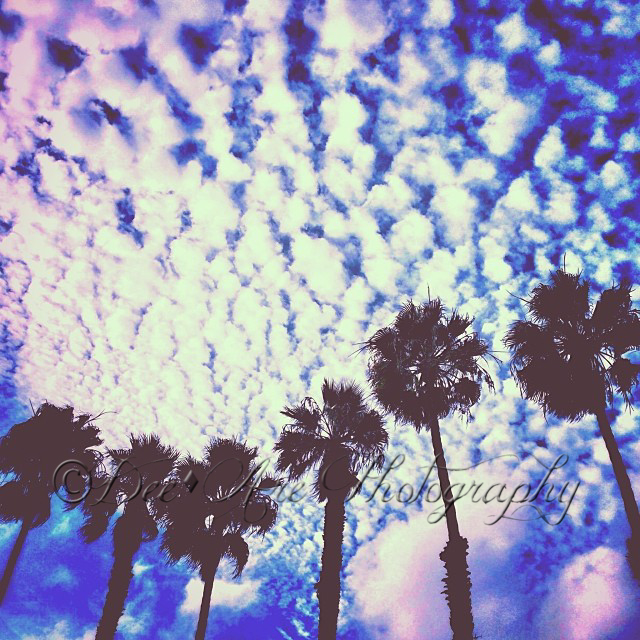 Palm Tree Line.jpg