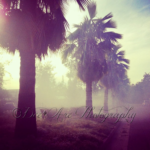 Misty Palm Trees.jpg