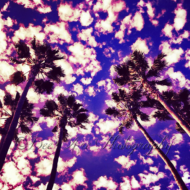 Purple Palms and clouds.jpg