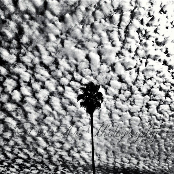 Lone Palm Tree.jpg