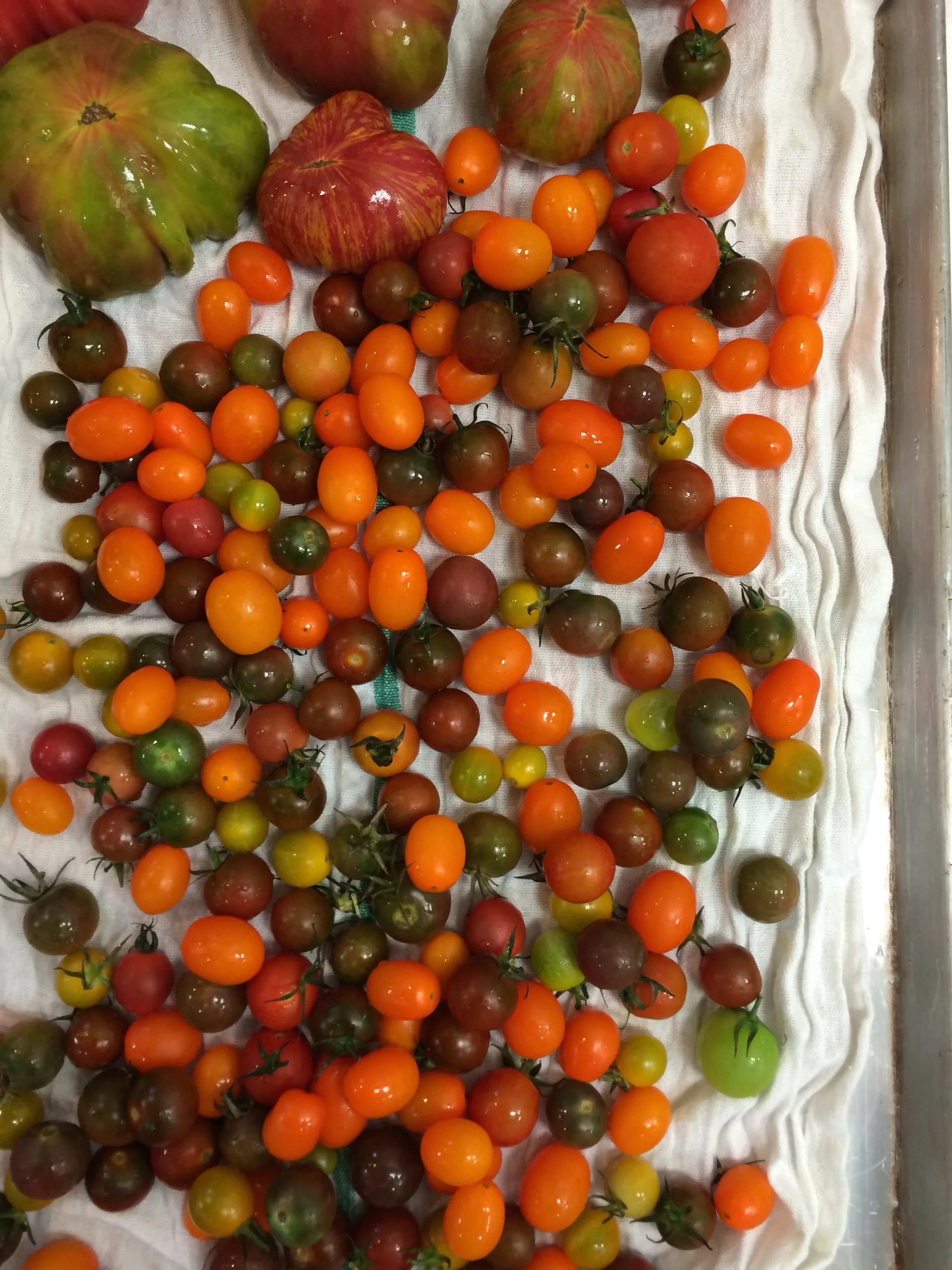 Recipes, Week of September 14