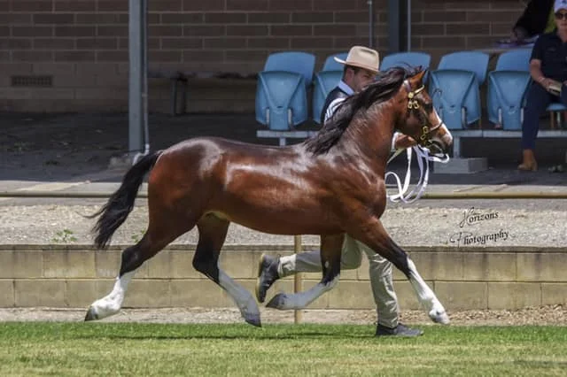 Shanamon Stud -Steven & Stacey Renton