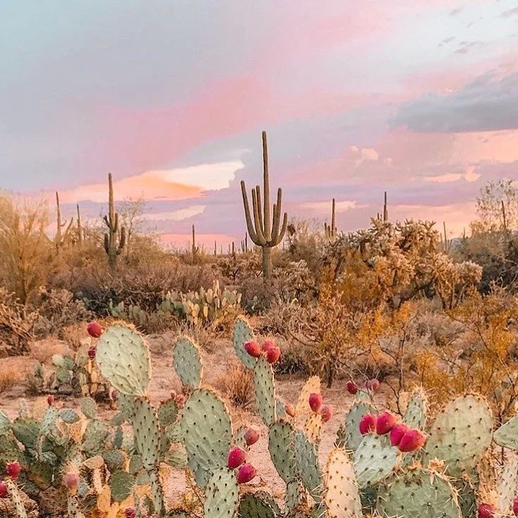 ➖ one of our favourite spots, the desert 😍🌵
📷 amazing shot @saracombs