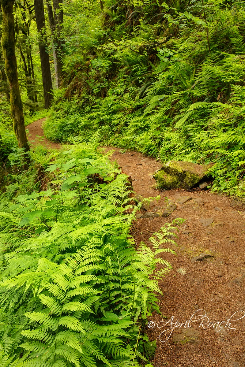 Path along the Columbia River Gorge, Oregon
