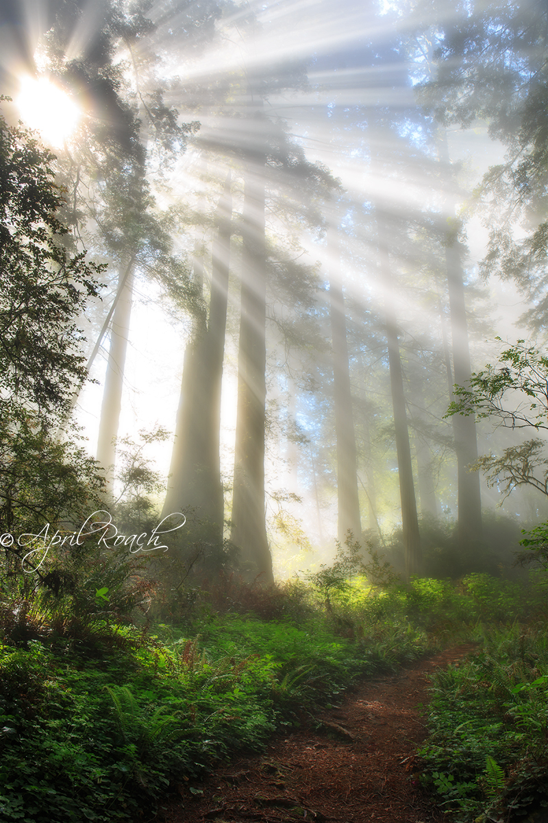 Light beams along the trail in the Del Norte Redwoods