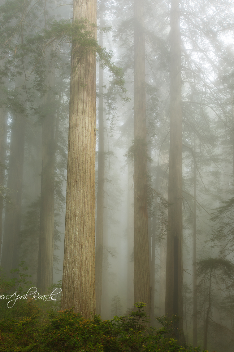 Foggy Redwood Forest