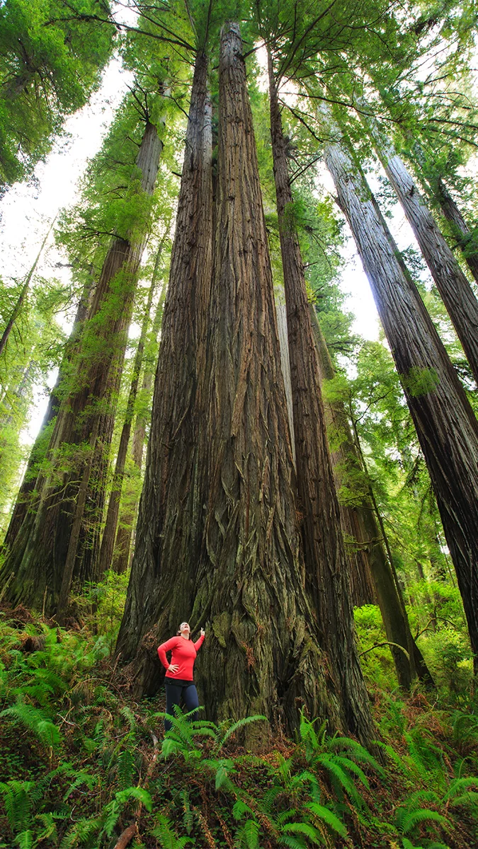 I'm falling in love with some very large trees