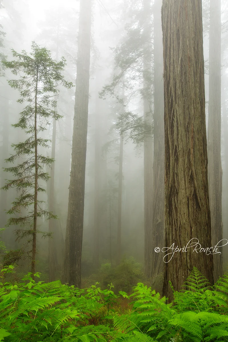 Foggy Redwood Forest