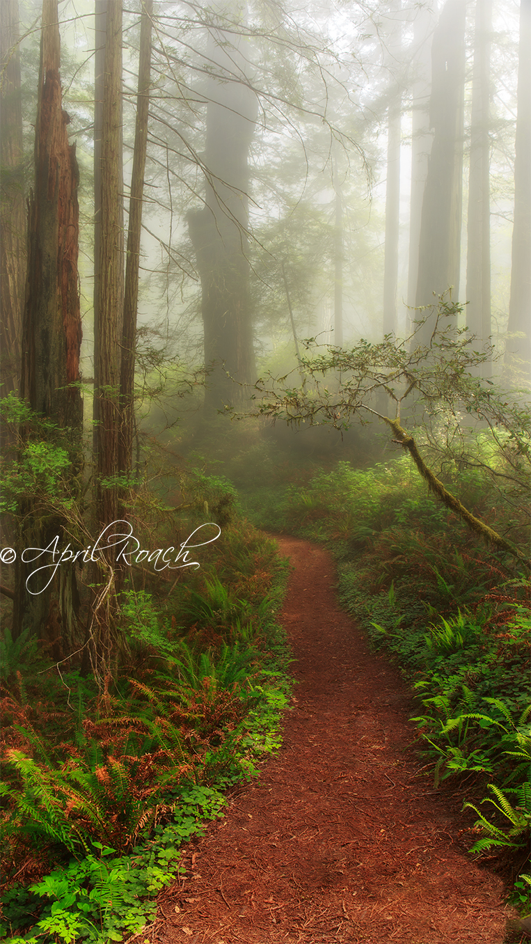 Magical path along the Damnation Trail in the Del Norte Redwoods