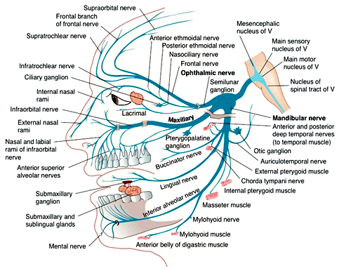 Branches of Mandibular Nerve Diagram