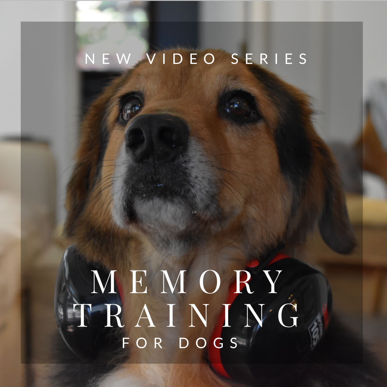 memorytraindogs.png