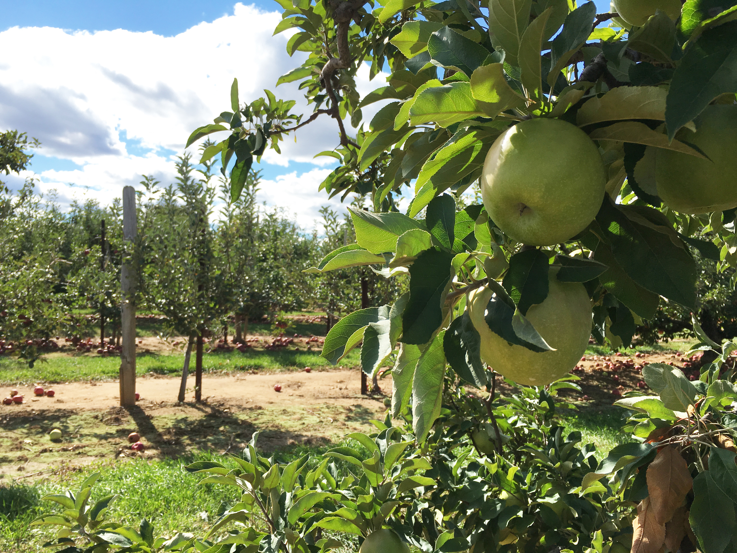 Sam-C-Perry-Lifestyle-PUMPKIN-PICKING-Eastmount-Orchards-APPLES.jpg