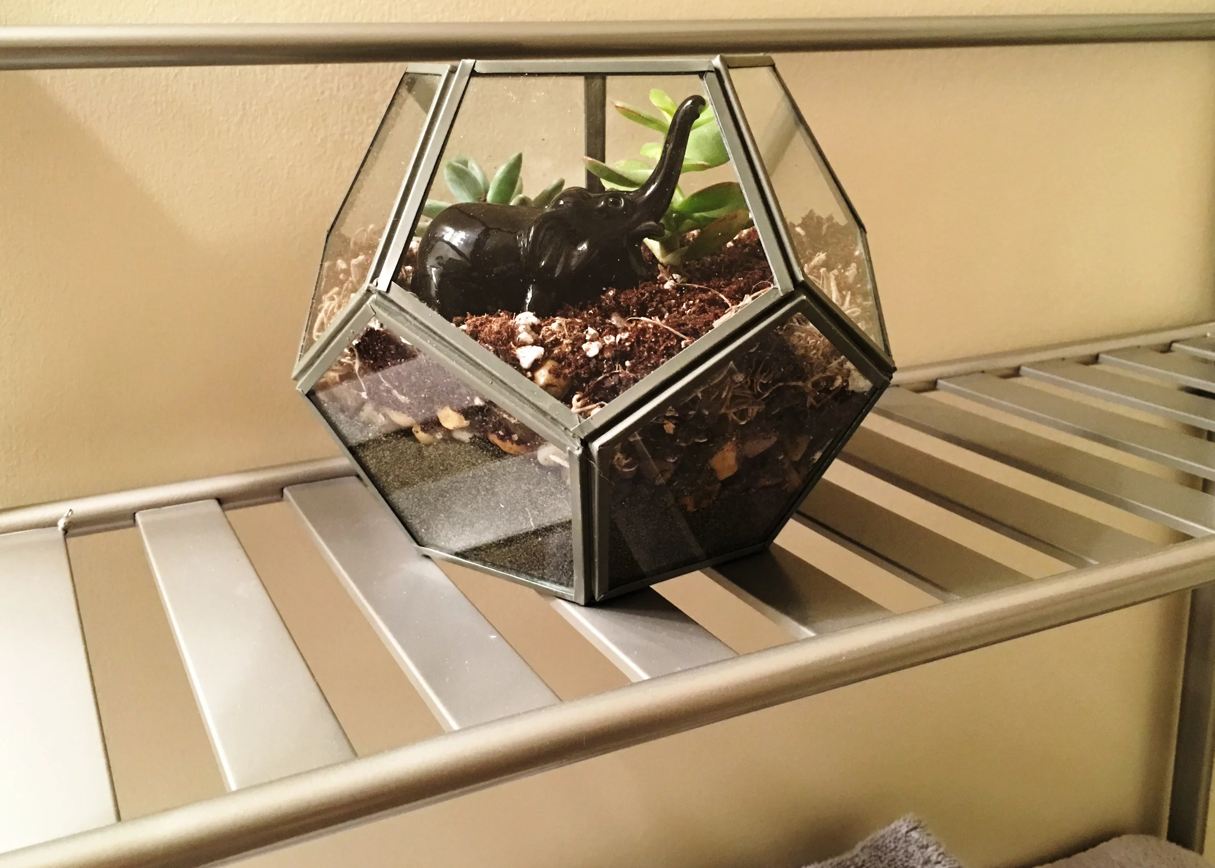 sam-c-perry-how-to-make-your-own-terrarium-final.jpg