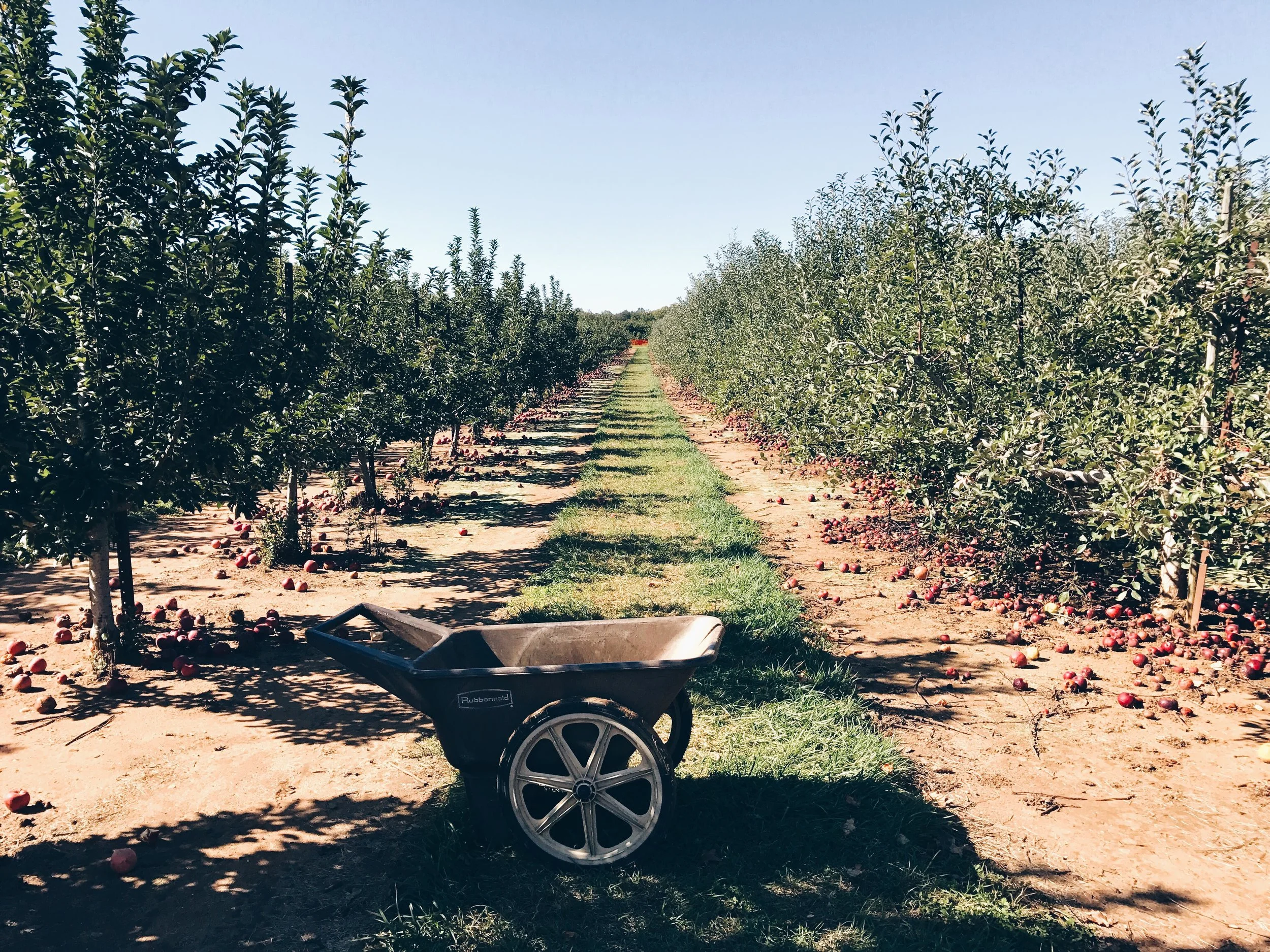 sam-c-perry-apple-and-pumpkin-picking-delicious-orchards-apple-tart.cart.jpg