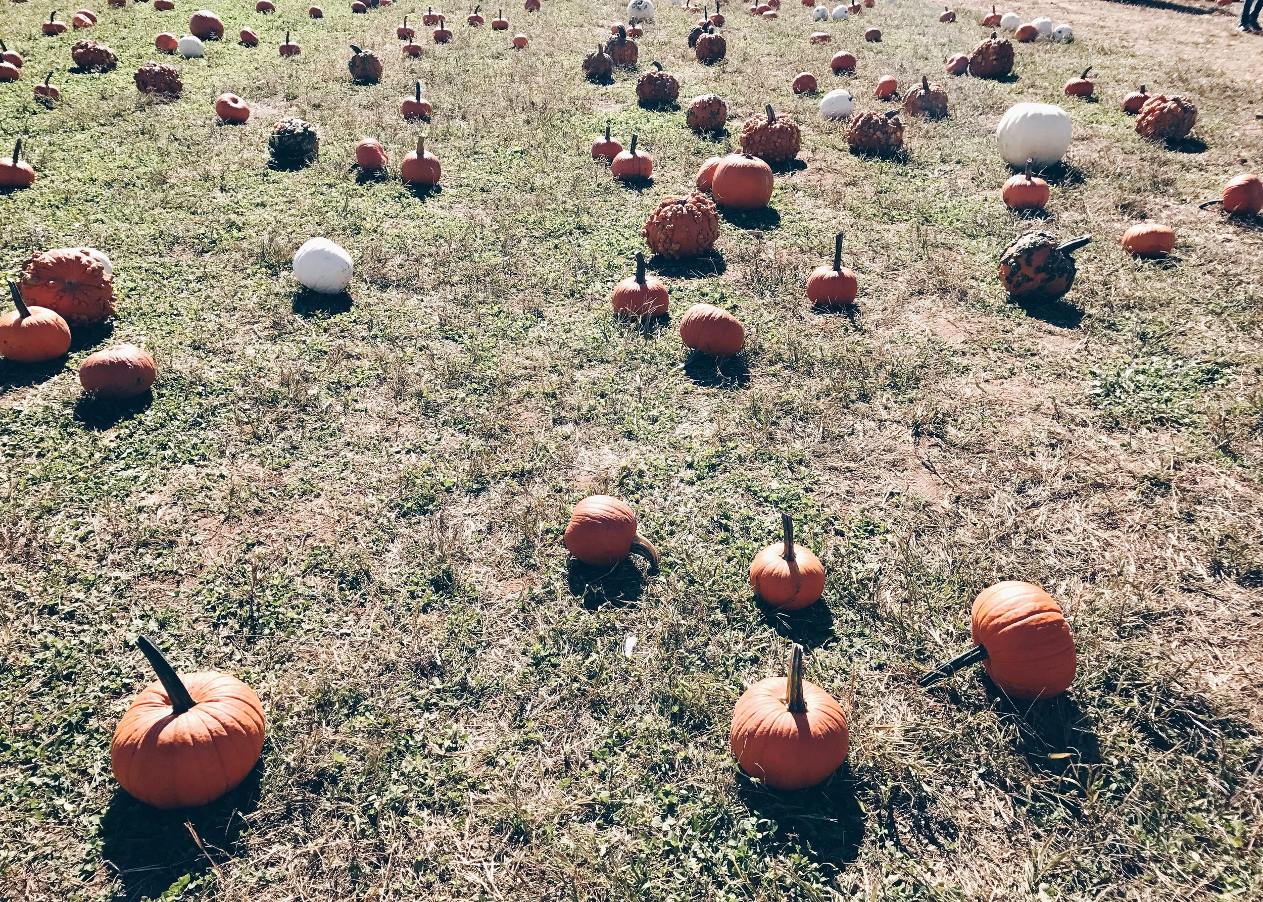 sam-c-perry-apple-and-pumpkin-picking-delicious-orchards-apple-tart-pumpkins.jpg