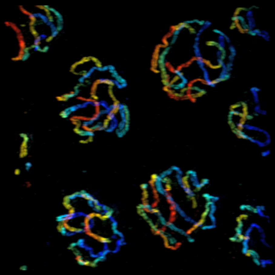 Chromosome axes revealed by 3D structured illumination microscopy