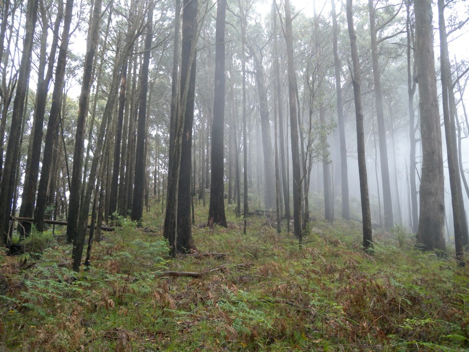 Open forest south east of Rocky Peak. © 2012 B. Hamilton 2012. Used with permission