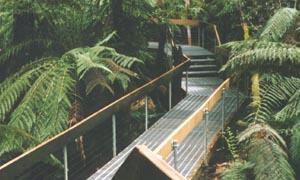  The Rain Forest Gallery walk at the Donna Buang turn off.