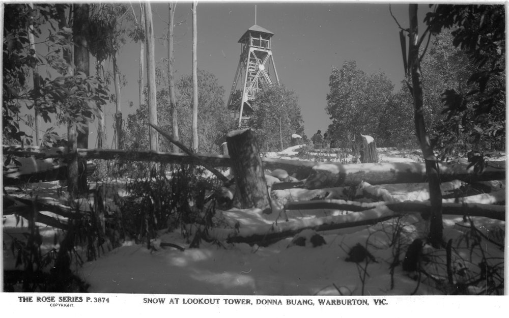 Post logging debris and regrowing woollybutt below the lookout tower. This photo gives an idea of the work involved in clearing the ski runs.