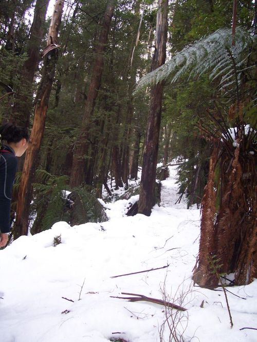 The Cement Creek track under snow. © David Sisson 2007.