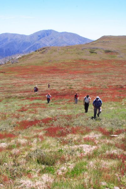 Bogong High Plains with Mt Feathertop in the background. Falls Ck and B.H.P. trip.
