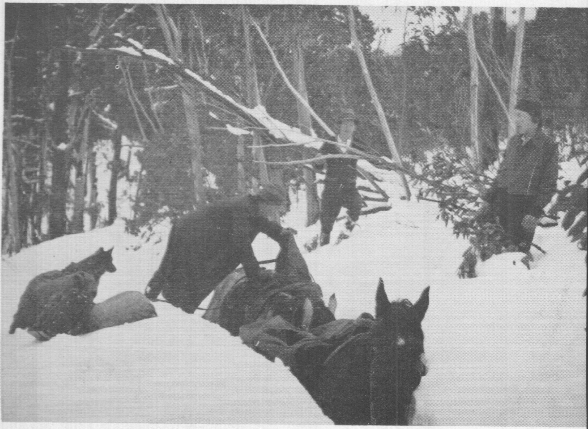 A packhorse being unloaded by Frank Wraith near the Bungalow. Jim Bradshaw, manager of the Bungalow is at the back.