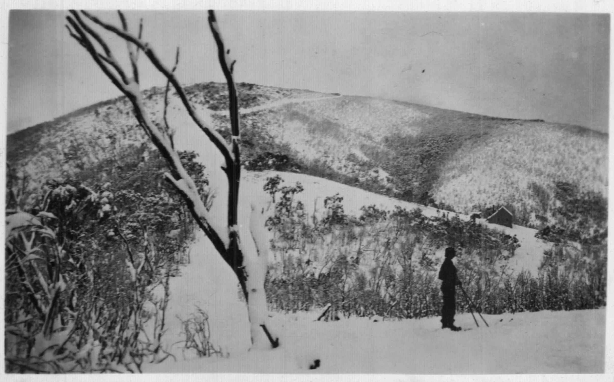 Ski runs below the treeline on Bungalow Spur 1934. Photo K. Magill.