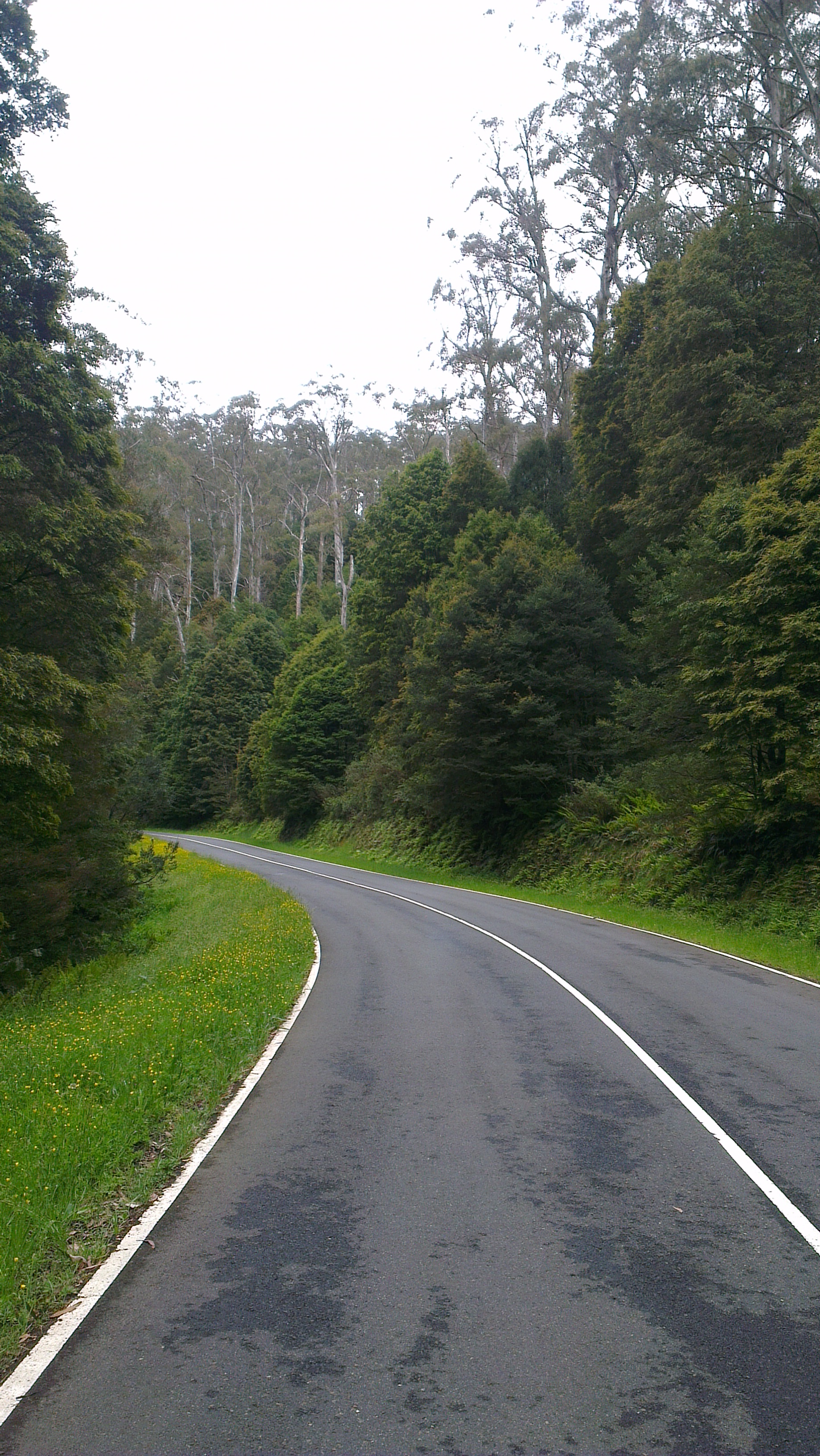 The Donna Buang Road near 10 Mile in December 2012, a vast improvement on the 1930s. The tall ash trees over a mid story of myrtle beech is typical of forests on the mountain. Photo © David Sisson.