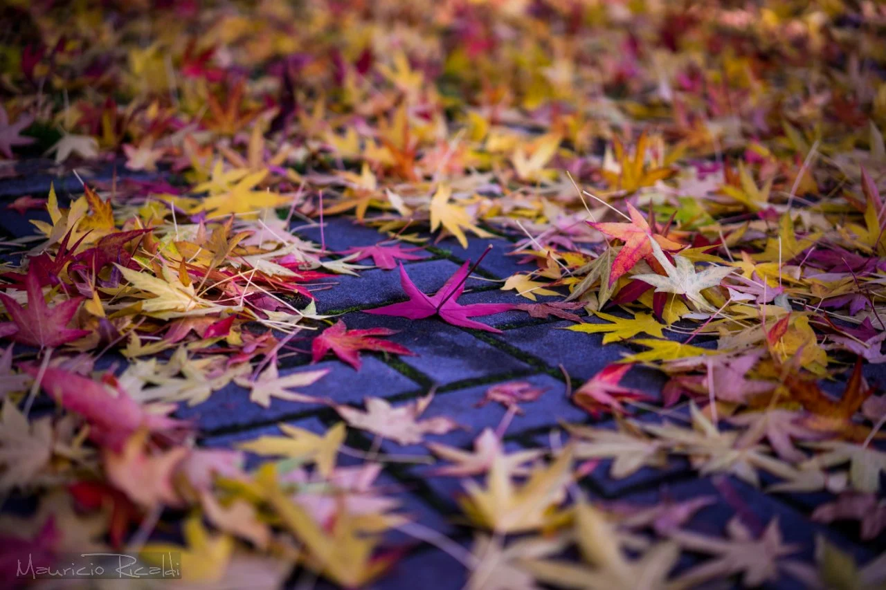 F1.8