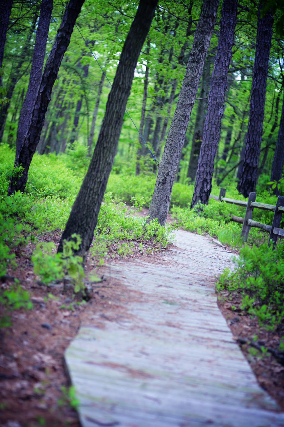 Nature Trails