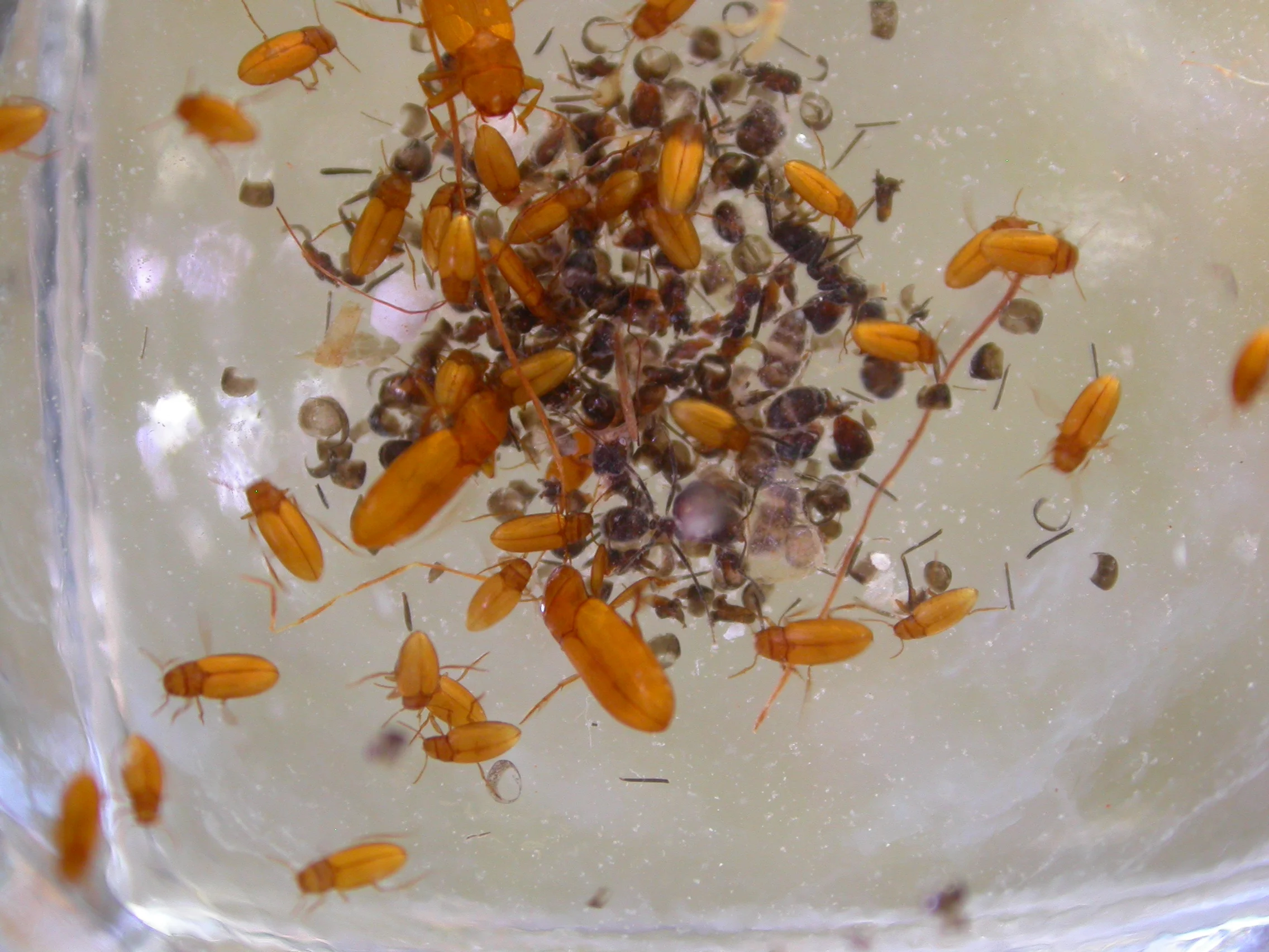 DytiscidsSM DSCN0112.JPG