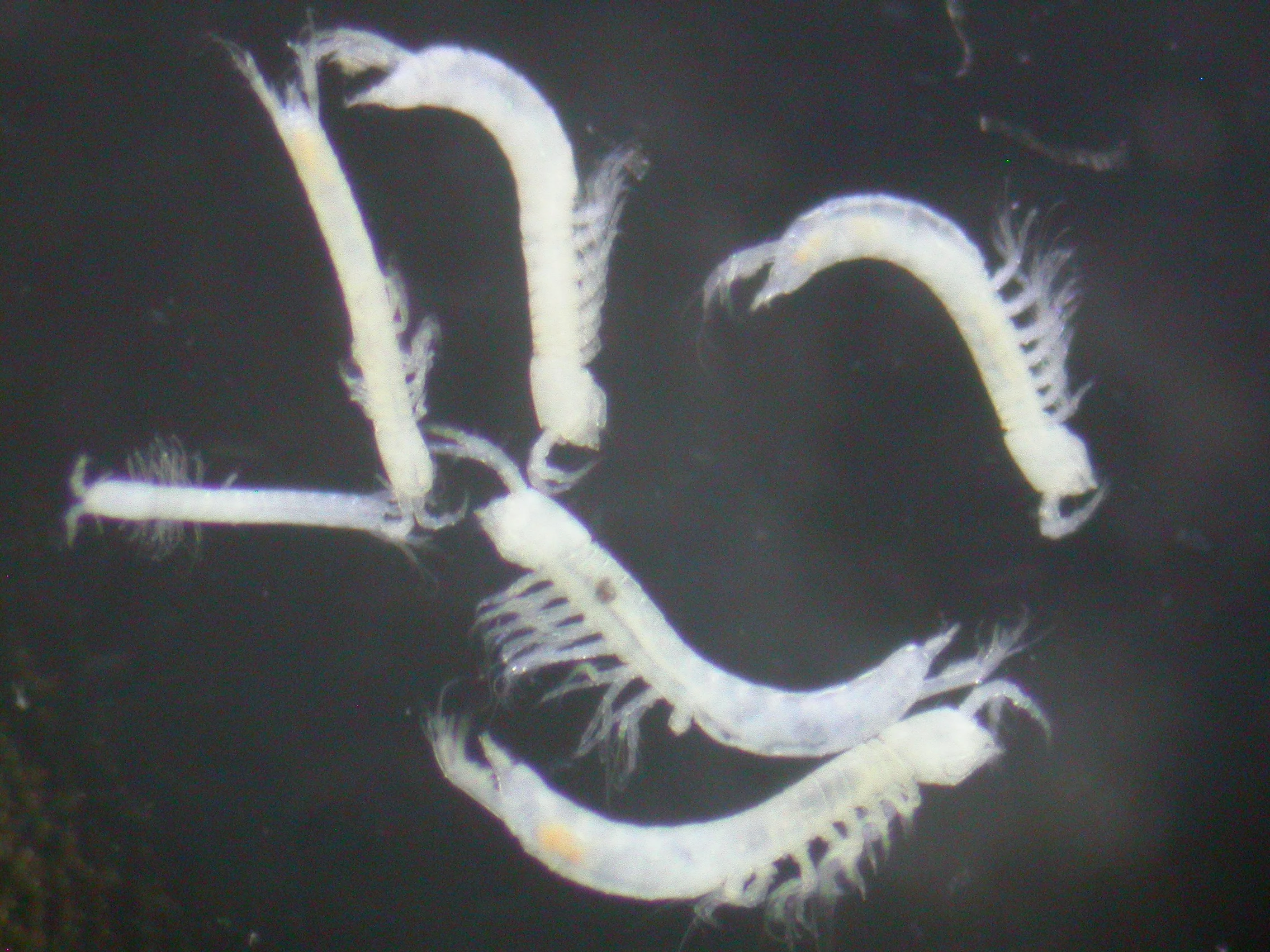 Parabathynellids CW.JPG