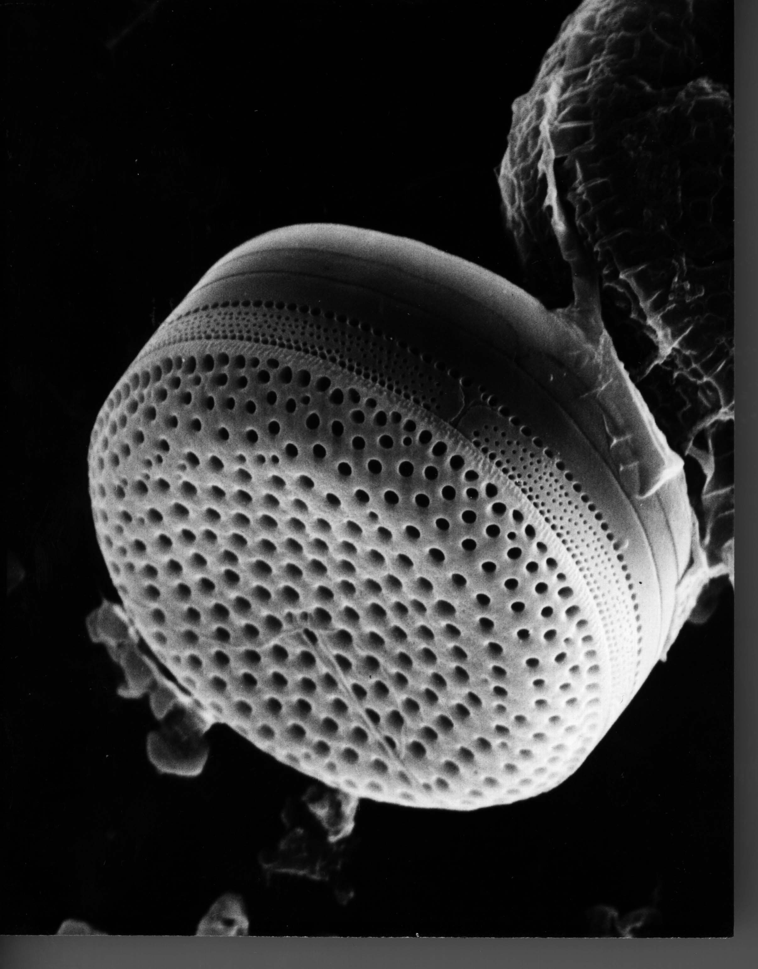 UCSC diatom 600 dpi.jpg