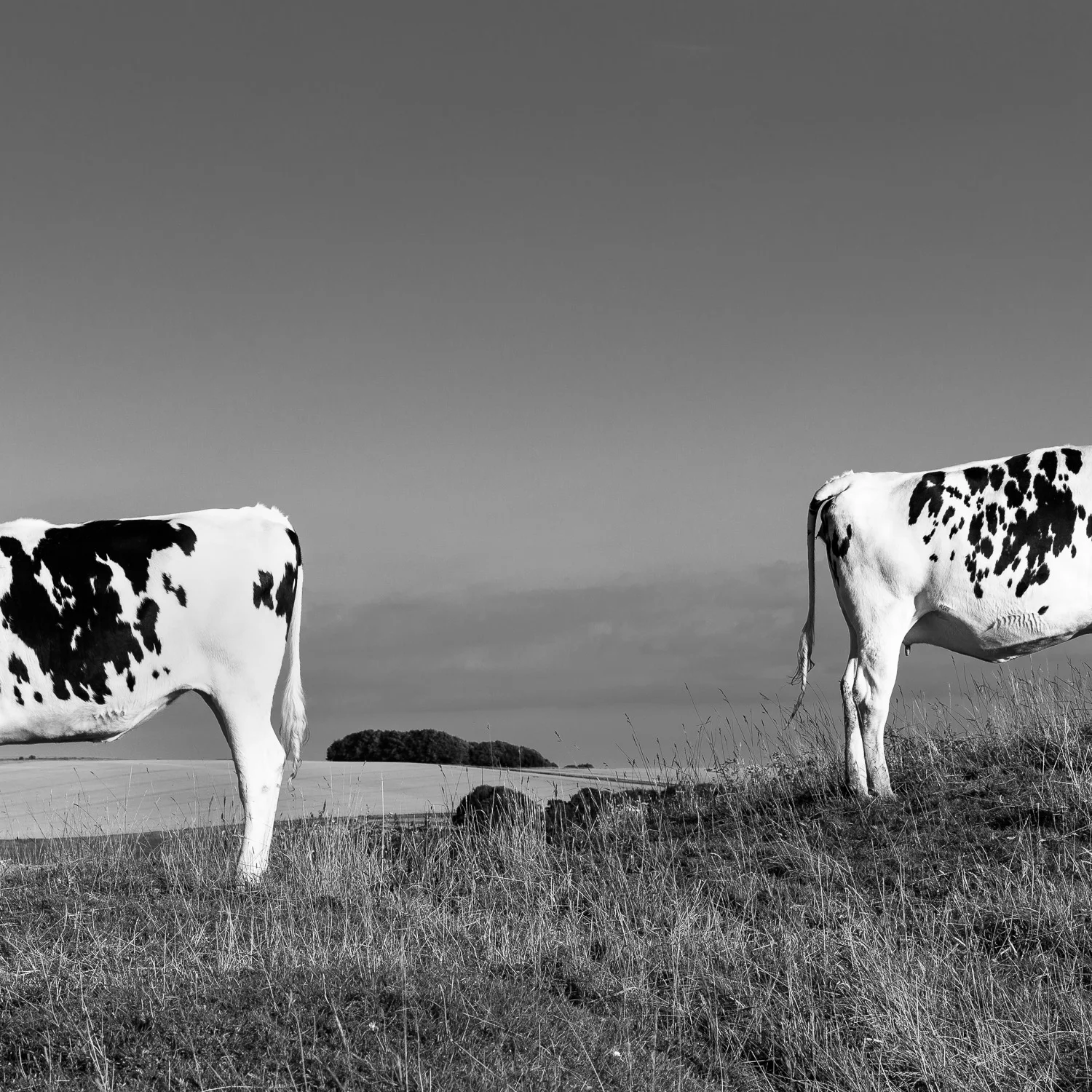 On King's Play Hill, Wiltshire. From the forthcoming series 'All Along the Watershed'