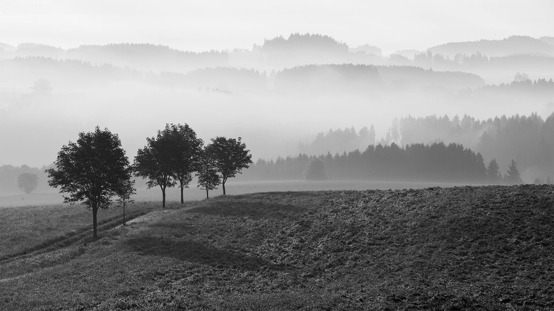 Bäume morgens