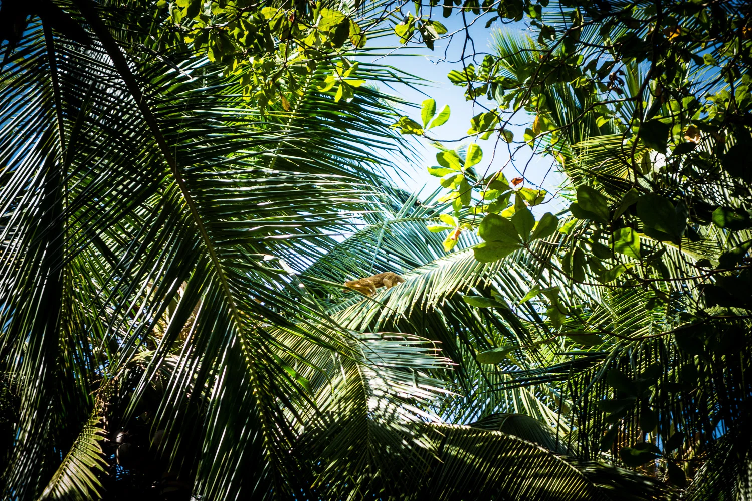 crpanama193_web.jpg