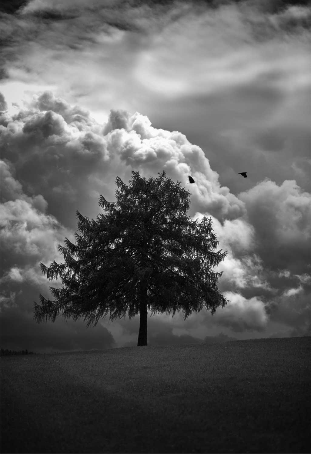 Baum in schwarz-weiß