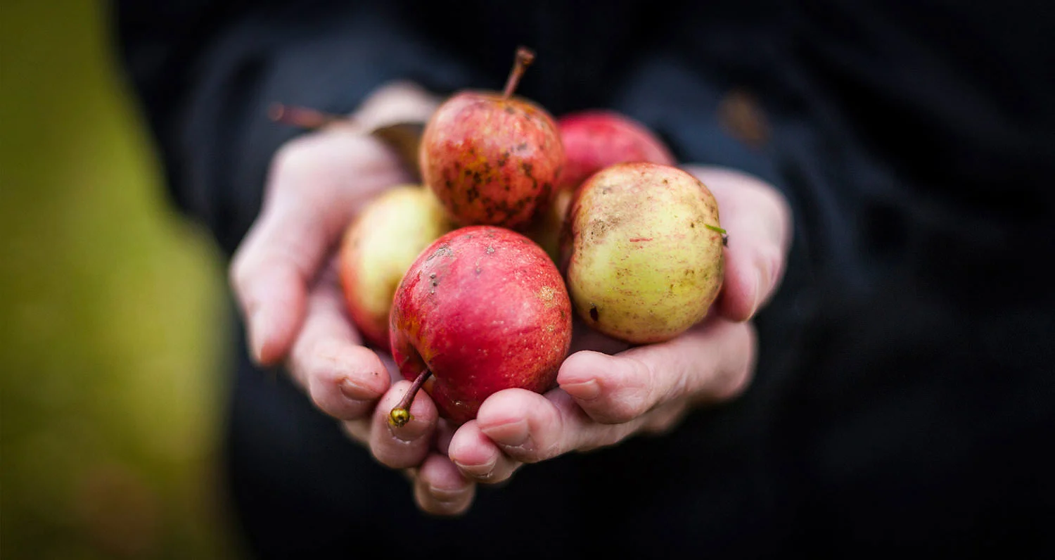 Eine-Hand-voll-Apfel.jpg