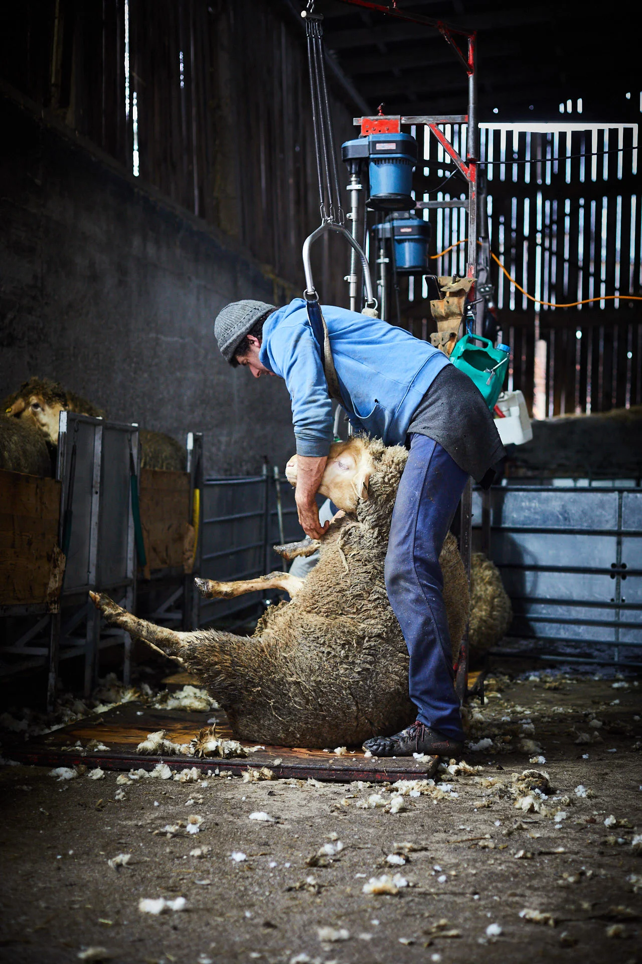 Kaiser Junglamm - Schafschur-11-07-05.jpg