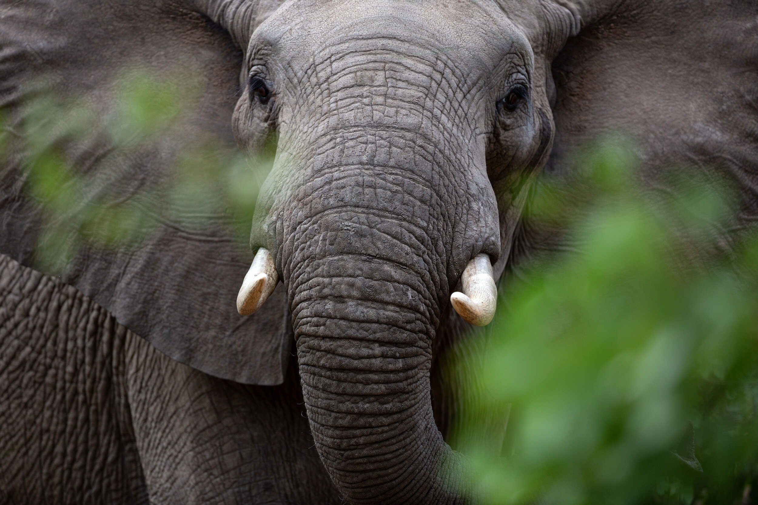 Kruger_December2020_21ab.jpg